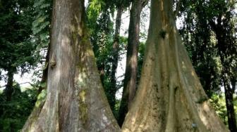Daftar 5 Wisata Bogor yang Buka Setelah Kasus COVID-19 Menurun