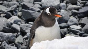 Mumi Penguin Ditemukan di Antartika, Umurnya Ratusan Tahun