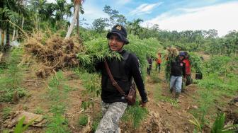 Personel Polisi Satuan Narkoba Polres Lhokseumawe mengangkut tanaman ganja untuk barang bukti, dari ladang seluas 1 hektar dalam operasi pemusnahan ladang ganja di perbukitan Desa Lancok, Sawang, Aceh Utara, Aceh