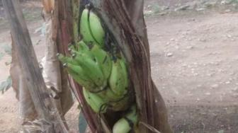 Pohon Pisang Aneh Ini Gegerkan Warga Merangin Jambi