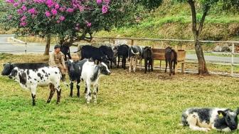 Belgian Blue Jadi Harapan Baru Swasembada Daging Sapi Nasional