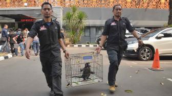 Petugas membawa Lutung Jawa saat rilis pengungkapan kasus tindak pidana perdagangan satwa dilindungi di Polda Metro Jaya, Jakarta, Rabu (26/9). [Suara.com/Muhaimin A Untung]
