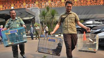 Petugas membawa Lutung Jawa dan burung jalak bali saat rilis pengungkapan kasus tindak pidana perdagangan satwa dilindungi di Polda Metro Jaya, Jakarta, Rabu (26/9). [Suara.com/Muhaimin A Untung]