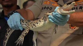 Buaya Muara ditunjukan saat rilis pengungkapan kasus tindak pidana perdagangan satwa dilindungi di Polda Metro Jaya, Jakarta, Rabu (26/9). [Suara.com/Muhaimin A Untung]