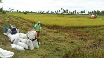 Penyumbang Beras Terbesar di Indonesia, Ketahanan Pangan Sumbar Masuk 5 Besar Nasional