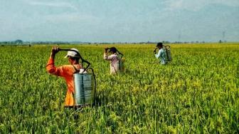 Dengan Kartu Tani, Petani Magelang Bisa Beli Pupuk Bersubsidi