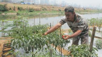 Petani mengecek cabai yang sudah siap panen di Petamburan, Tanah Abang, Jakarta Pusat, Senin (15/10). (Suara.com/Fakhri Hermansyah)