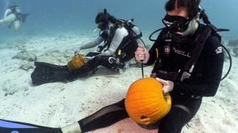 Penyelam mengukir labu saat ambil bagian dalam kontes mengukir labu bawah air di Cagar Alam Laut Nasional Florida Keys, florida, Minggu (14/10). [AFP/Frazier Nivens]