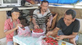 Sejumlah kelompok tani menghitung hasil panen cabai di Petamburan, Tanah Abang, Jakarta Pusat, Senin (15/10). Suara.com/Fakhri Hermansyah)