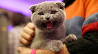 Seekor kucing mengikuti lomba kecantikan kucing internasional ke-3 di Ankara, Turki, Jumat (14/10).
[AFP/ADEM ALTAN]