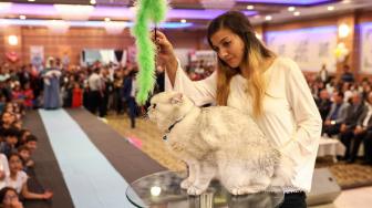 Seorang wanita berinteraksi ke kucing peliharanya saat mengikuti kontes kecantikan kucing internasional ke-3 di Ankara, Turki, Jumat (14/10). [AFP/ADEM ALTAN]