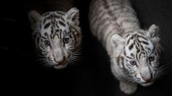 Bayi harimau benggala putih saat diperkenalkan ke publik di Yunnan Wildlife Zoo, Kunming, Cina, Jumat (12/10). [AFP/FRED DUFOUR]