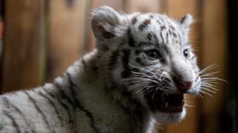 Bayi harimau benggala putih saat diperkenalkan ke publik di Yunnan Wildlife Zoo, Kunming, Cina, Jumat (12/10). [AFP/FRED DUFOUR]