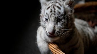 Bayi harimau benggala putih saat diperkenalkan ke publik di Yunnan Wildlife Zoo, Kunming, Cina, Jumat (12/10). [AFP/FRED DUFOUR]