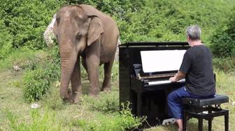 Reaksi Gajah Buta saat Dengar Alunan Piano