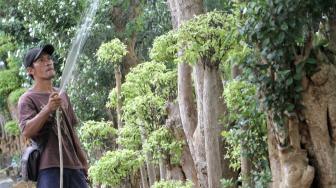 Petani tanaman hias saat melakukan perawatan pohon Bonsai Anting Putri di Pondok Bambu, Jakarta Timur, Senin (12/11). ( Suara.com/Fakhri Hermansyah)