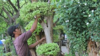 Petani tanaman hias saat melakukan perawatan pohon Bonsai Anting Putri di Pondok Bambu, Jakarta Timur, Senin (12/11). ( Suara.com/Fakhri Hermansyah)