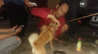 Kisah Anjing Sebatang Kara Usai Keluarga Gaban Dibantai