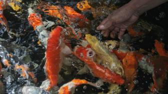 Indonesia Berada di Urutan Ketiga Sebagai Pengekspor Ikan Hias