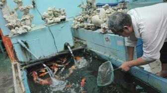 Suasana Peternakan Ikan hias di kolam Pusat Promosi Ikan Hias di Jalan Sumenep, Jakarta Pusat, Kamis (15/11). (Suara.com/Fakhri Hermansyah)