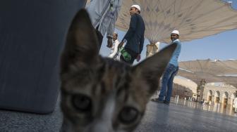 Umat muslim beraktivitas di Masjid Nabawi, Madinah. [Antara Foto]