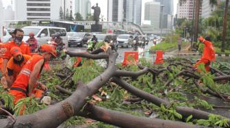 Petugas PPSU (Penanganan Prasarana dan Sarana Umum) memotong batang pohon yang tumbang di kawasan Jalan Jendral Sudirman, Jakarta Pusat, Kamis (22/11).   (Suara.com/Fakhri Hermansyah)