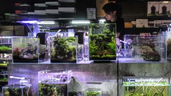 Juli, Palembang Jadi Tuan Rumah Kontes Pecinta Aquarium se Indonesia