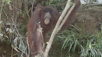 6 Fakta Pony, Orangutan yang Dipaksa Jadi PSK: Pembebasannya Dramatis!