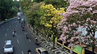 Deretan Manfaat Bunga Tabebuya yang Hiasi Kota Surabaya