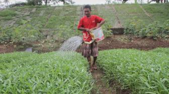 Bertani di Kanal Banjir Timur Pondok Kopi