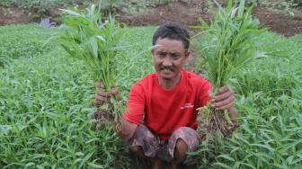 Sejumlah warga bercocok tanam di Kanal Banjir Timur daerah Pondok Kopi, Jakarta Timur, Selasa (4/12). (Suara.com/Fakhri Hermansyah)