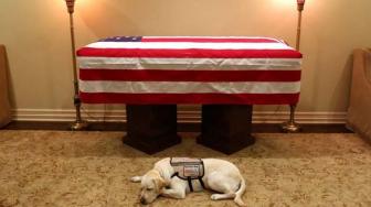 Mengharukan, Sully Setia Menjaga Peti Mati George Bush Senior