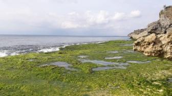 Dari Laut ke Nilai Tambah: Rumput Laut Jadi Komoditas Baru Indonesia