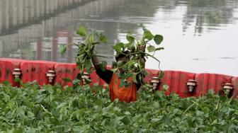 Petugas UPK Badan Air menanam eceng gondok di aliran sungai Inlet 3 kawasan Tanjung Priok, Jakarta Utara, Kamis (6/12).  [Suara.com/Fakhri Hermansyah]