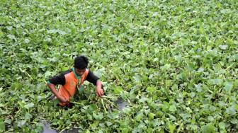 Petugas UPK Badan Air menanam eceng gondok di aliran sungai Inlet 3 kawasan Tanjung Priok, Jakarta Utara, Kamis (6/12).  [Suara.com/Fakhri Hermansyah]