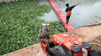 Petugas UPK Badan Air menanam eceng gondok di aliran sungai Inlet 3 kawasan Tanjung Priok, Jakarta Utara, Kamis (6/12).  [Suara.com/Fakhri Hermansyah]