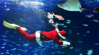 Penyelam berkostum Sinterklas berenang dengan ikan di Sunshine Aquarium di Tokyo, Jepang, Jumat (14/12). [Kazuhiro NOGI / AFP]