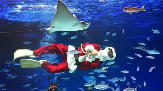 Penyelam berkostum Sinterklas berenang dengan ikan di Sunshine Aquarium di Tokyo, Jepang, Jumat (14/12). [Kazuhiro NOGI / AFP]