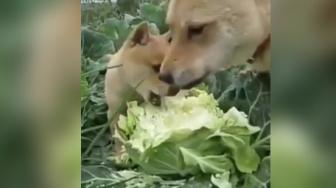 Warganet Pengen Nyanyi Lihat Anjing Ini Lahap Makan Sayur Kol...