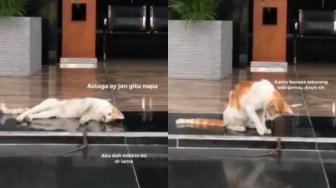 Bak Sepasang Kekasih, Adegan Drama Kucing dan Kadal Ini Bikin Ngakak