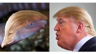 Cacing Langka Ini Bernama Dermophis donaldtrumpi, Mirip Siapa Ya?