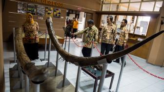 Pengunjung melihat fosil gading Stegodon Trigonocephalus primitif dari Majalengka di ITB, Bandung Jawa Barat, Jumat (21/12). ANTARA FOTO/M Agung Rajasa