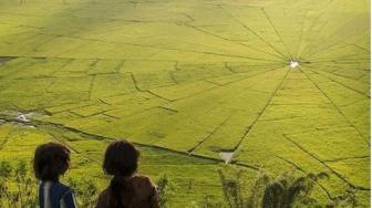 Pesona Sawah Lingko di Tengah Udara Sejuk Desa Cancar di NTT