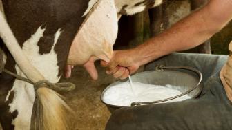 Minum Susu Mentah, Hati-Hati Kena Infeksi Brucella