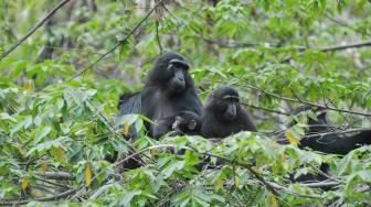 Melihat Kelompok Kera Hitam Sulawesi