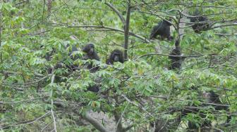 Kelompok Kera Hitam Sulawesi (Macaca tonkeana) liar berada di atas pohon di Kawasan Pegunungan Kebun Kopi, Donggala, Sulawesi Tengah, Rabu (2/1). [ANTARA FOTO/Mohamad Hamzah]