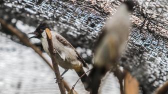 Suasana peternakan burung kutilang (Pycnonotus aurigaster) di Kalimalang, Jakarta Timur, Jumat (4/1).[Suara.com/Fakhri Hermansyah]