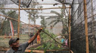 Suasana peternakan burung kutilang (Pycnonotus aurigaster) di Kalimalang, Jakarta Timur, Jumat (4/1).[Suara.com/Fakhri Hermansyah]