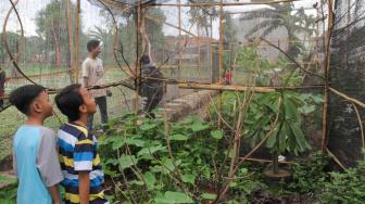 Suasana peternakan burung kutilang (Pycnonotus aurigaster) di Kalimalang, Jakarta Timur, Jumat (4/1).[Suara.com/Fakhri Hermansyah]