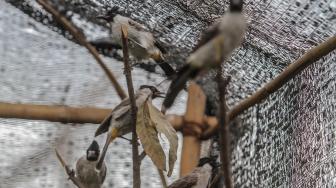 Suasana peternakan burung kutilang (Pycnonotus aurigaster) di Kalimalang, Jakarta Timur, Jumat (4/1).[Suara.com/Fakhri Hermansyah]